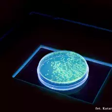 Fluorescencja białka GFP w rekombinowanych bakteriach E. coli
